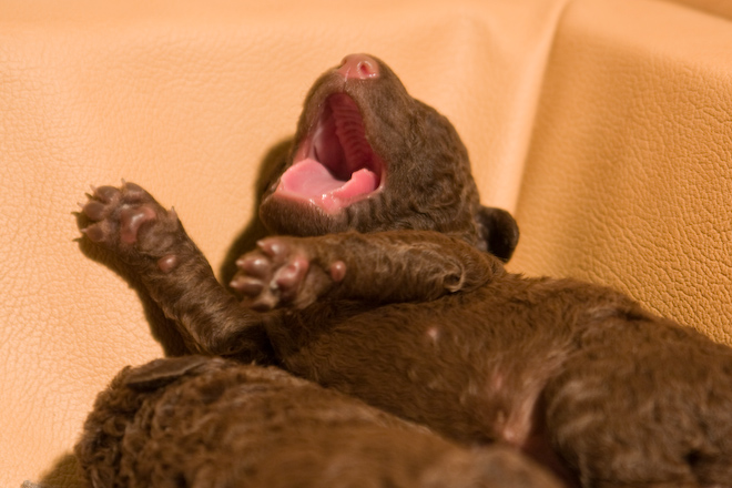 Foto: hunde-foto.net - Th. Eckhoff